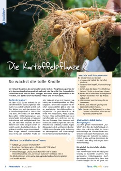 Die Kartoffelpflanze