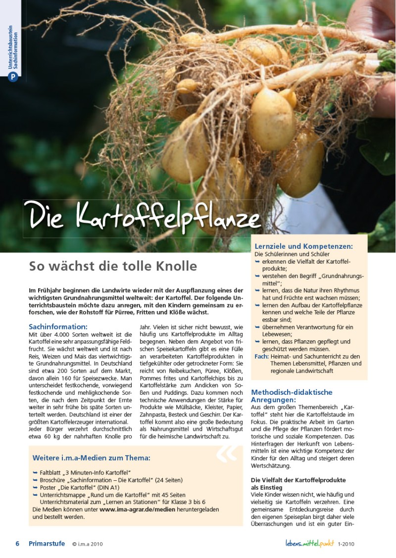 Die Kartoffelpflanze