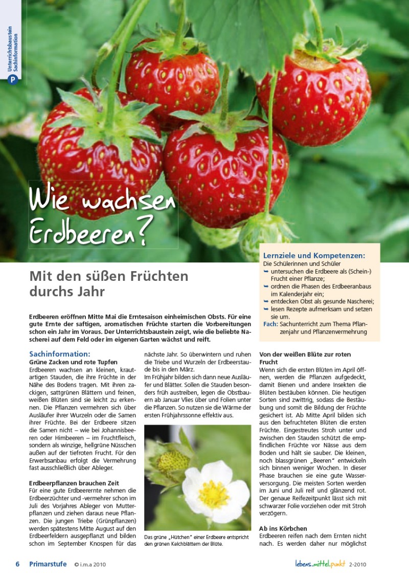 Wie wachsen Erdbeeren?