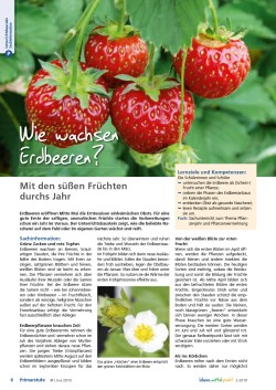 Wie wachsen Erdbeeren?